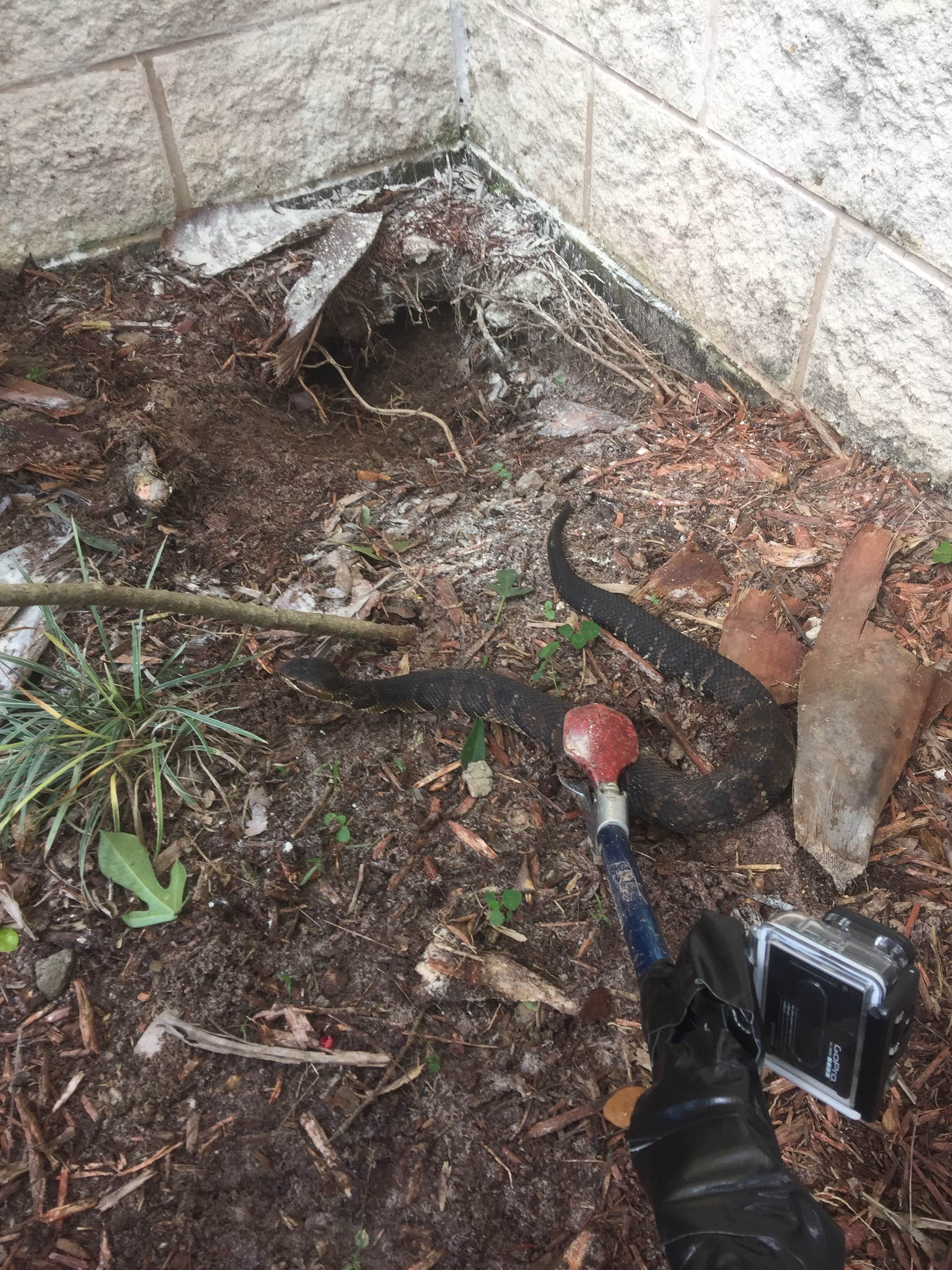 Snake exclusion work — residential property