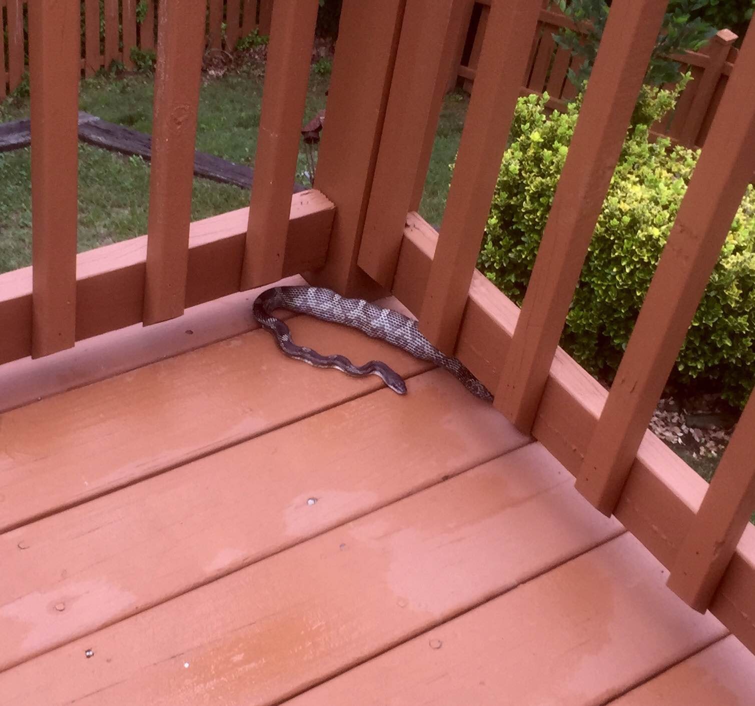 Snake removal equipment and tools