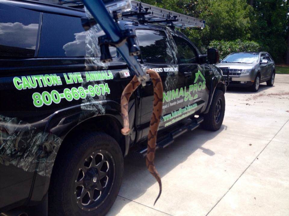 Snake captured safely — Jacksonville removal