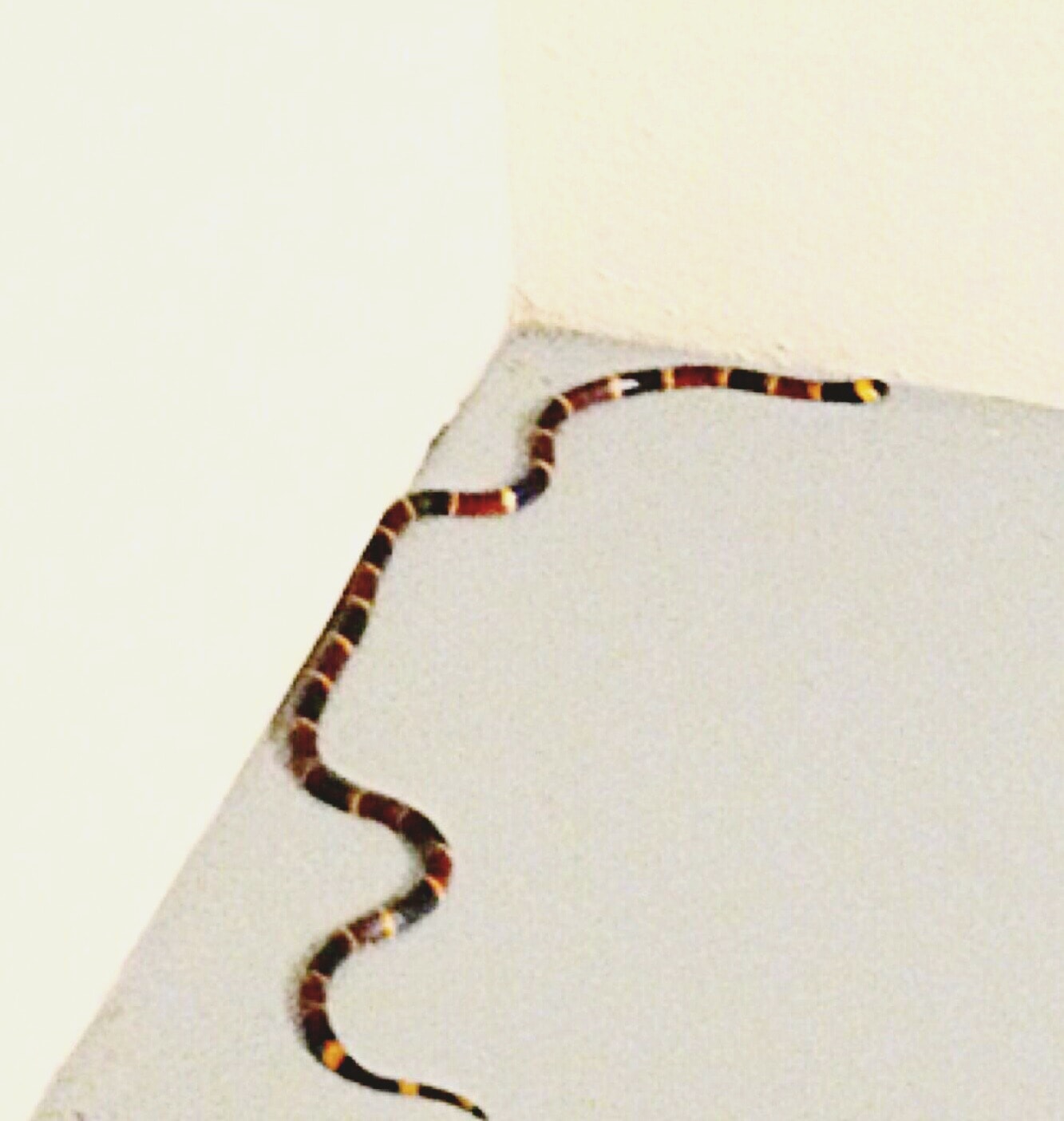 Expert snake handling — licensed specialist