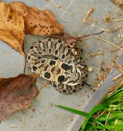 Snake identification in the field