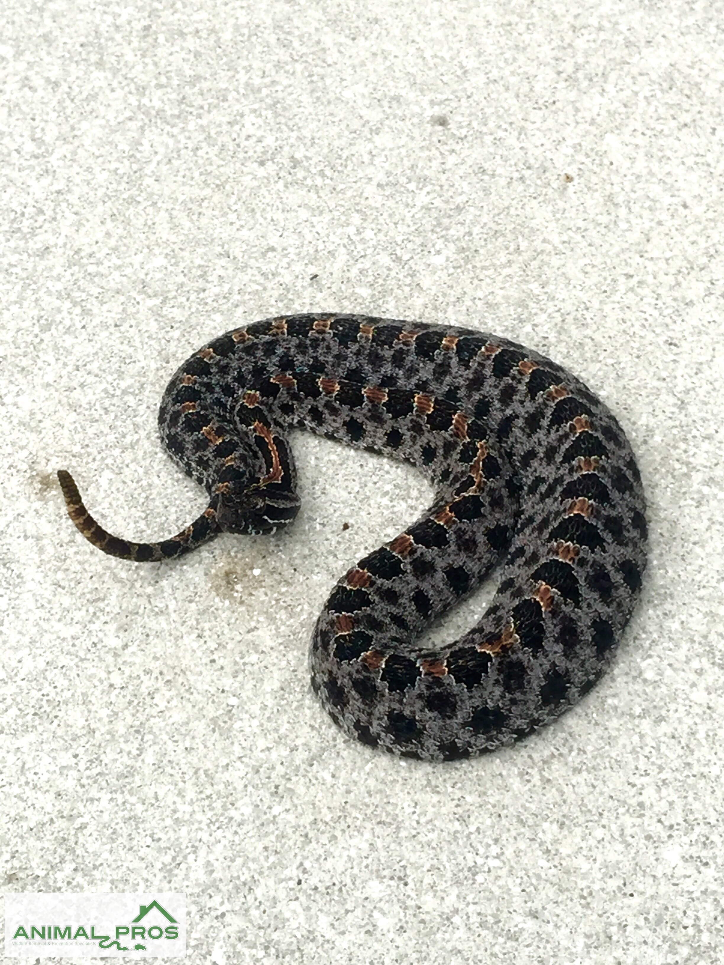 Jacksonville Snake Removal team