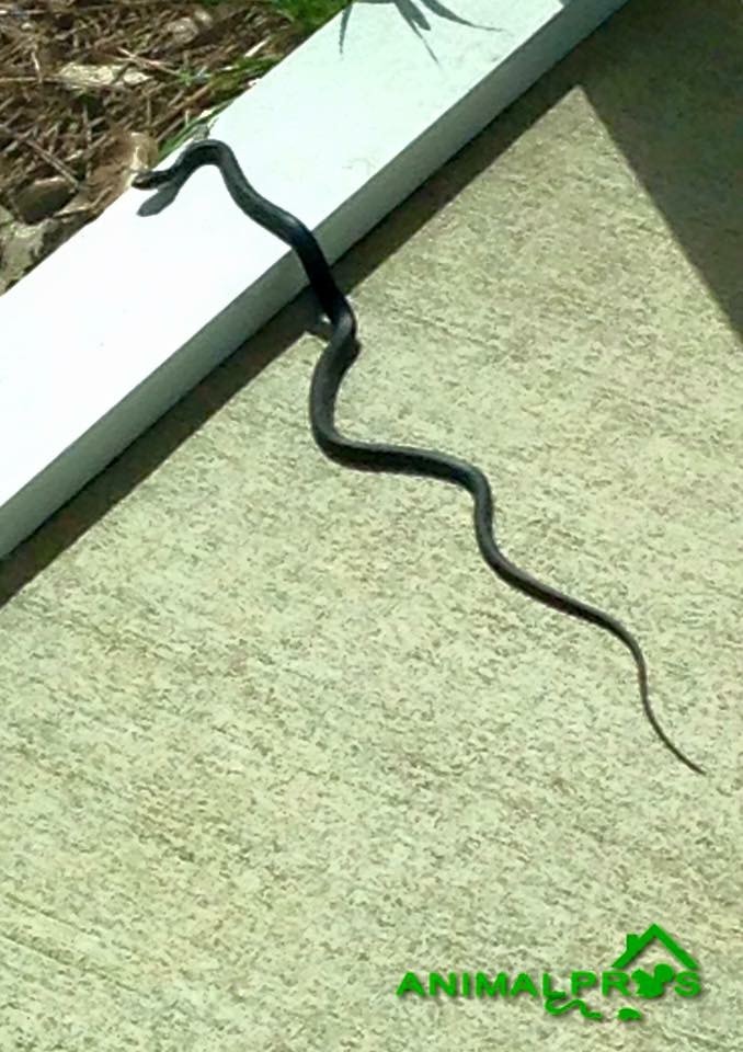 Black snake on concrete — Northeast Florida property