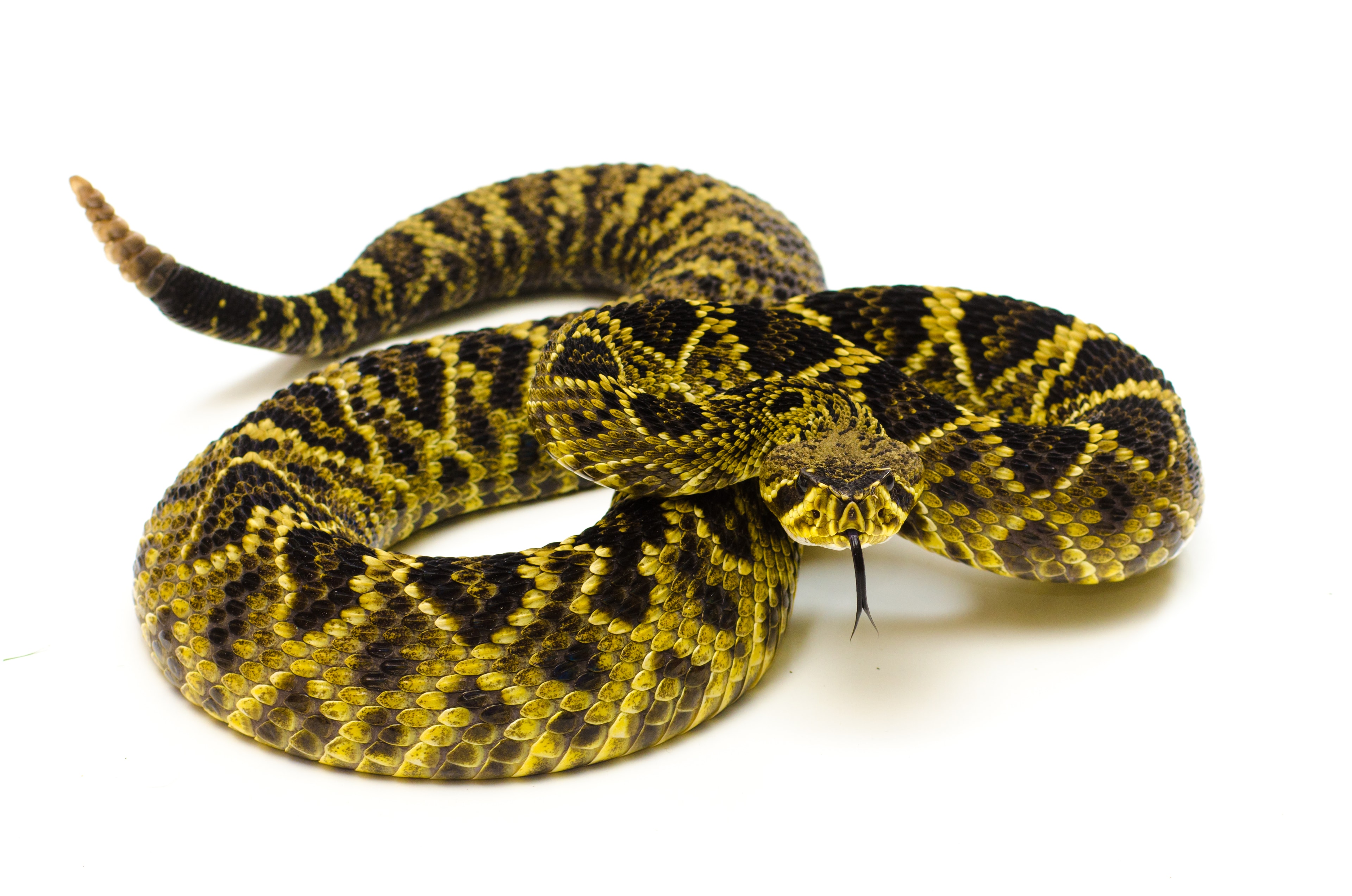 Snake removal in progress — Northeast Florida