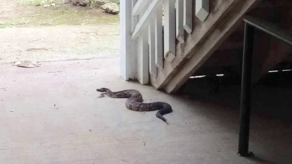 Snake removal service — Jacksonville FL