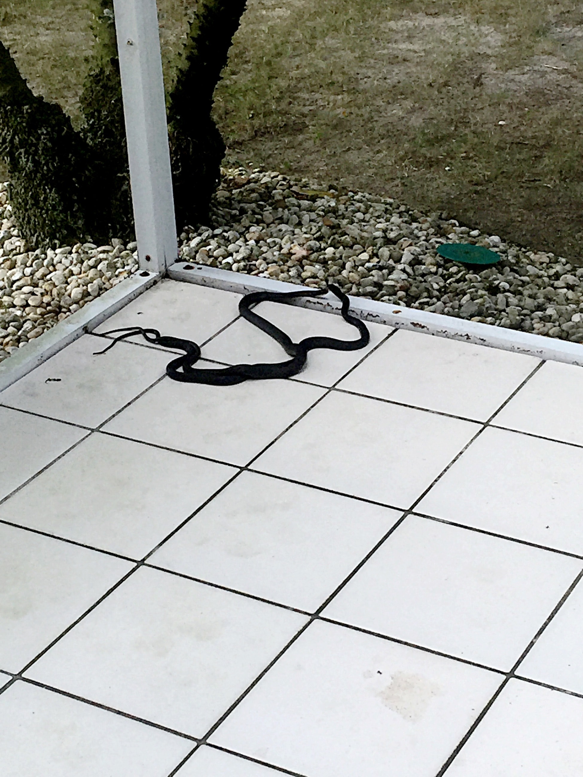Black snake on tiled patio — non-venomous Florida species