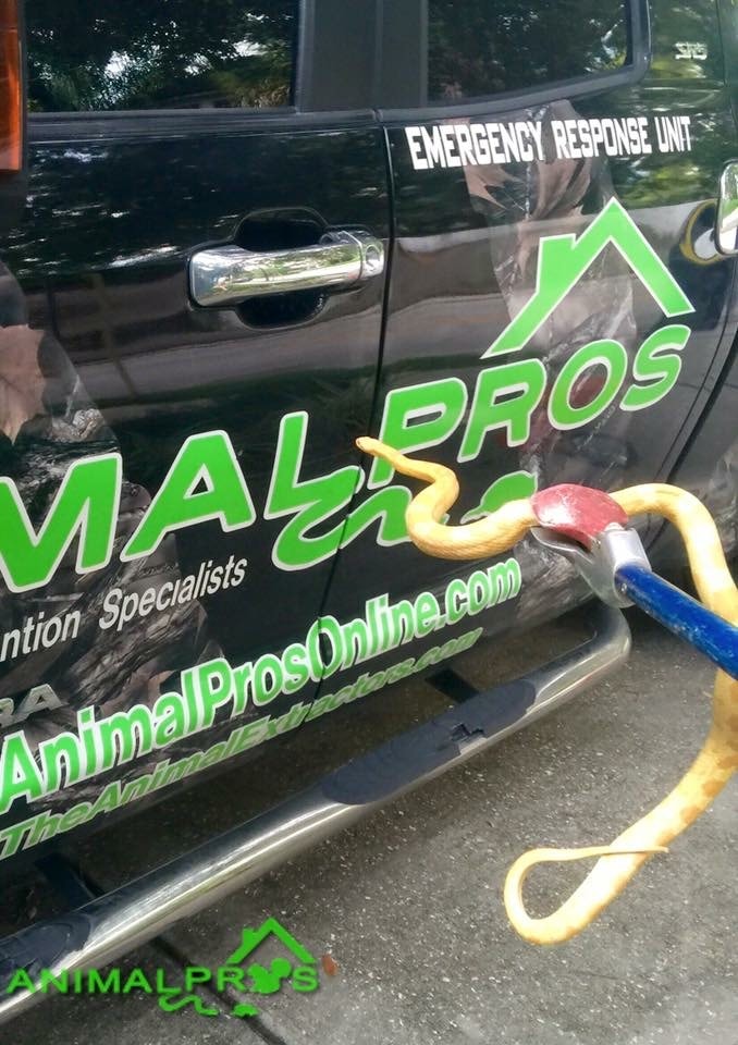 Venomous snake identification — Northeast Florida
