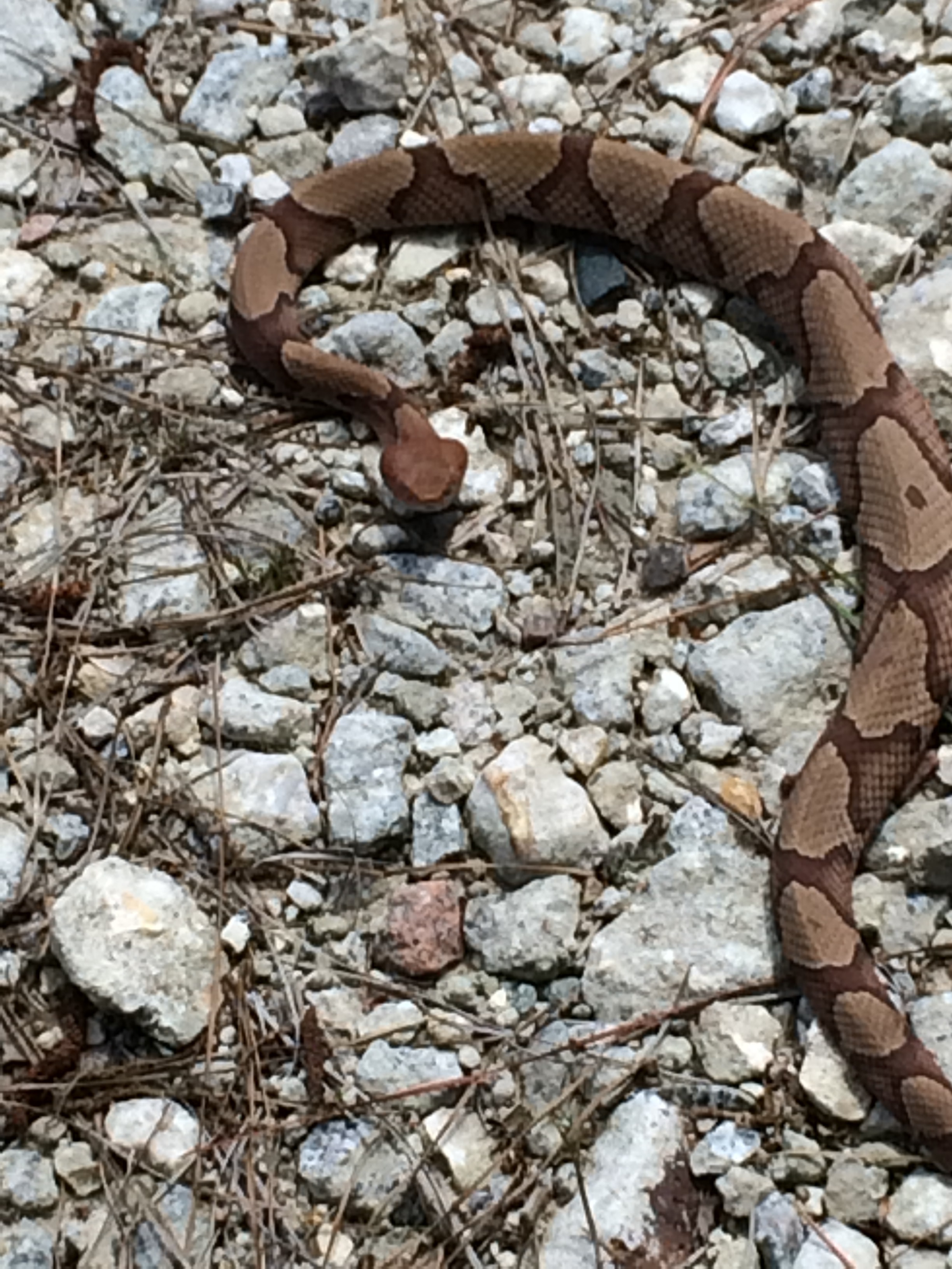 Brown rattlesnake on rocky ground — Florida venomous snake