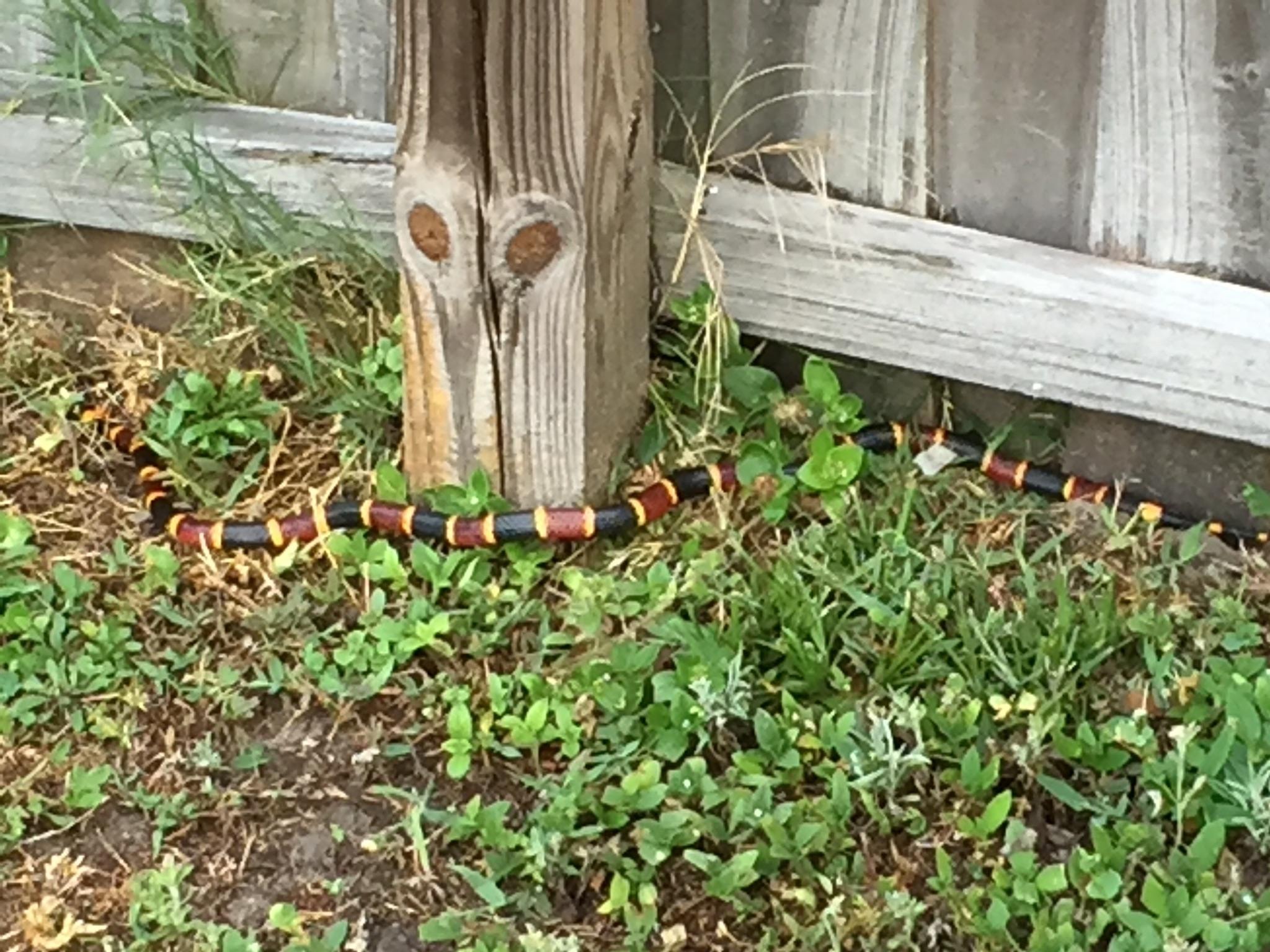 Coral snake near wooden shed — venomous Florida species